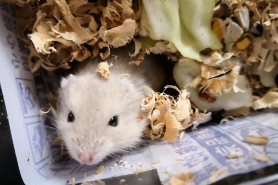 仓鼠死了的姿势