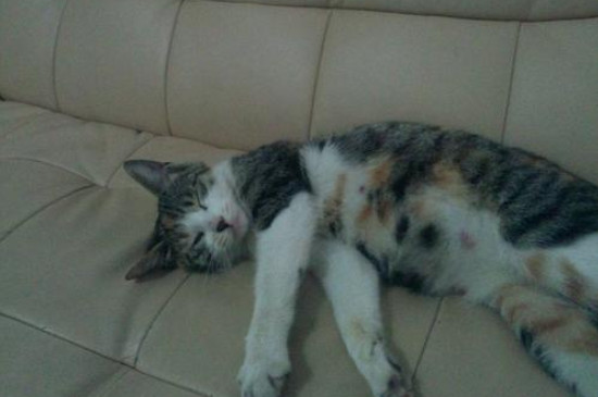 怎么看母猫有没有怀孕