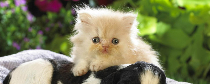 猫咪顺拐正常吗