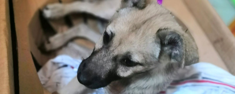狗狗癫痫症状