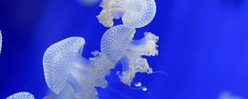 水母快死的征兆