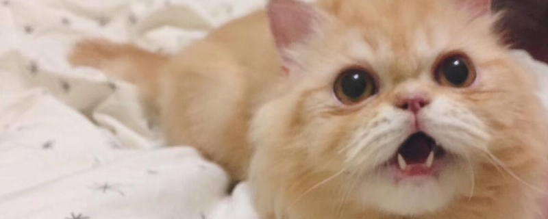 猫张嘴发出咔咔声