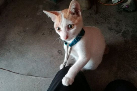 猫细小和猫瘟的区别