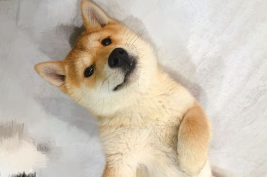 柴犬多大定型