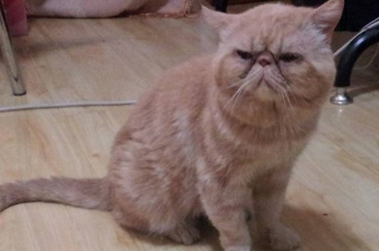 猫肾衰竭最初的症状