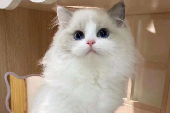 猫咪拉稀怎么办