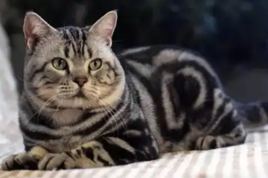 猫可以遛吗?