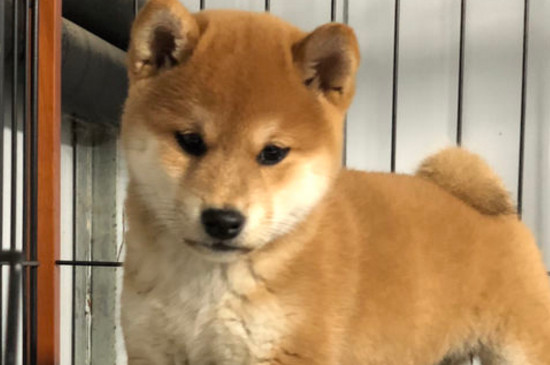 柴犬和秋田犬的区别
