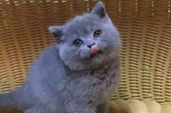 蓝白和蓝猫配生出什么