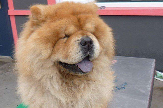 松狮犬会攻击主人吗