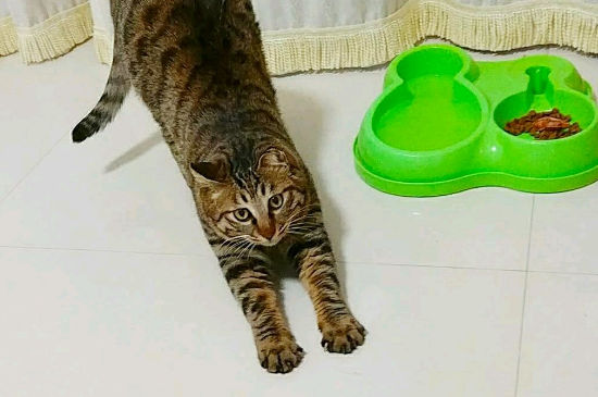 猫砂多久换一次