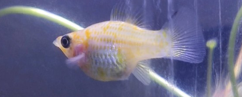 球鱼生小鱼前有什么征兆