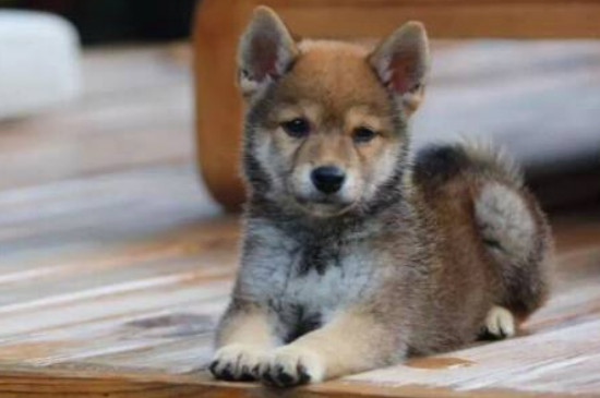 柴犬怎么挑选幼犬