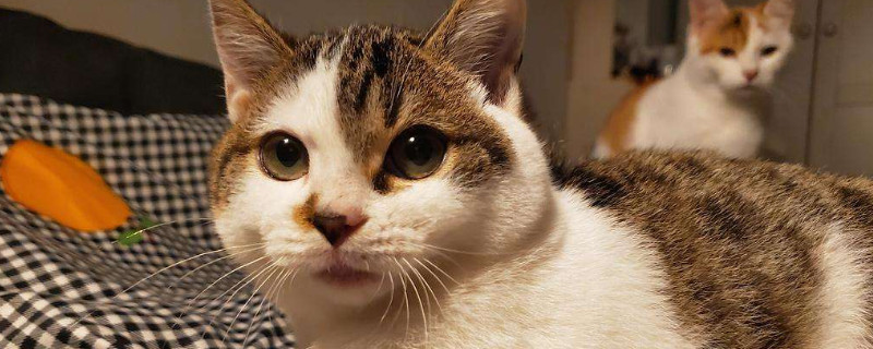 猫咪钻被窝是什么意思