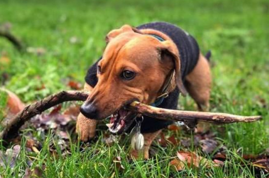腊肠犬能吃什么