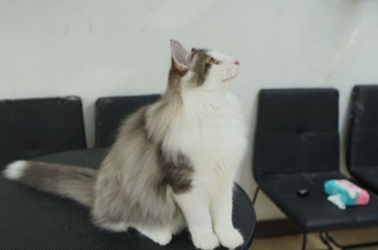 挪威森林猫价格多少钱一只，为什么这么贵