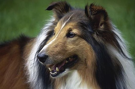 柯利犬有哪些