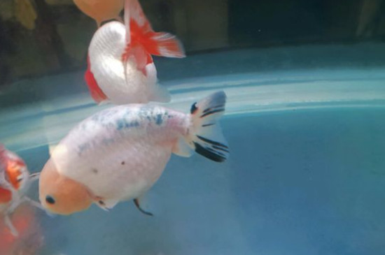 兰寿金鱼饲养技巧