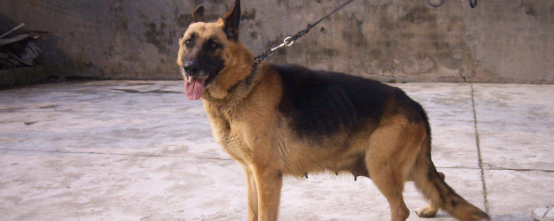 德国牧羊犬吃什么