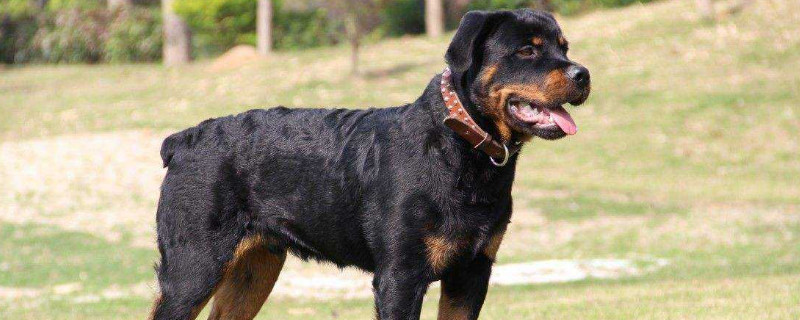 罗威纳犬攻击性强吗