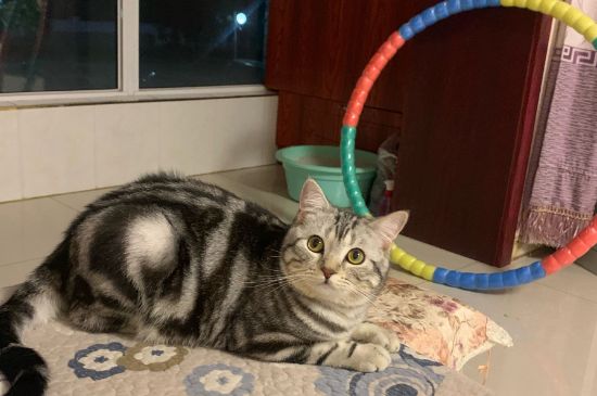 猫绝育禁食6小时够吗