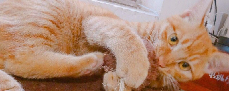 猫咪白细胞低什么原因