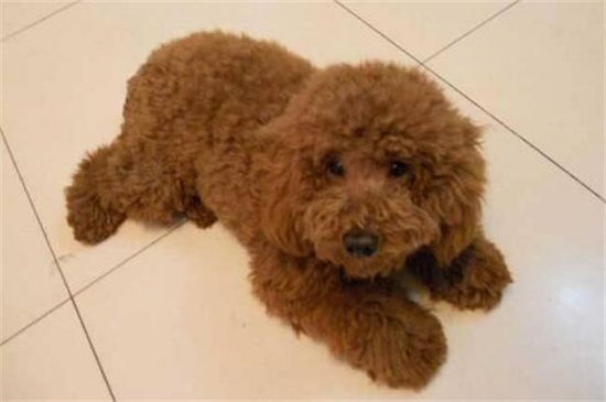 狗狗能吃香蕉吗
