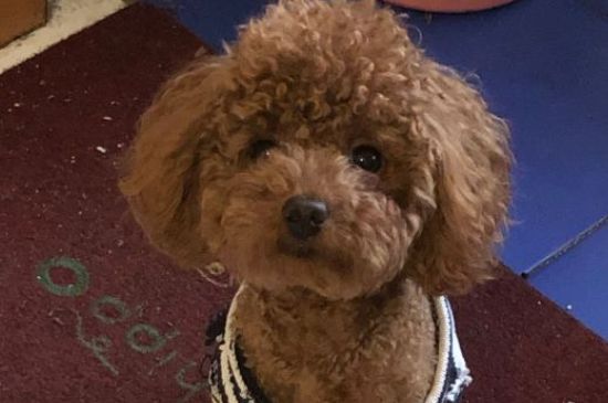 小型泰迪犬能长几斤重