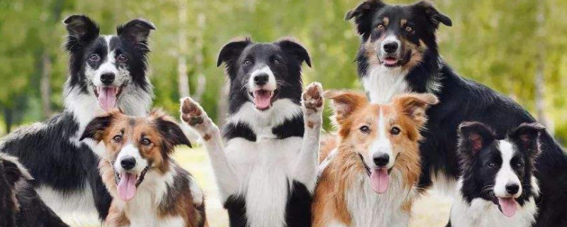 牧羊犬怎样训练大小便