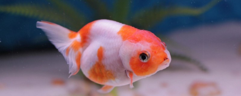 怎样养鱼缸里观赏鱼