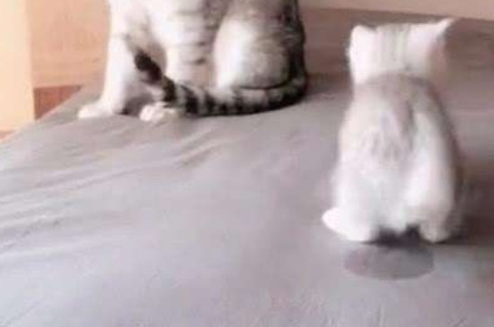 猫咪尿床原因和解决办法