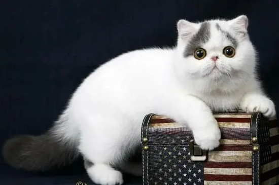 温顺的猫咪品种
