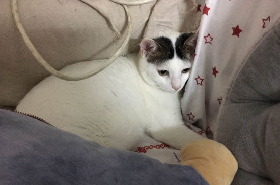 猫吃化毛膏有什么作用