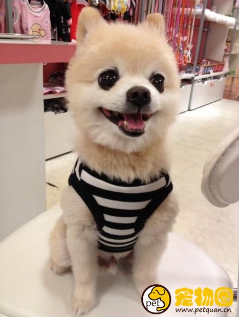 俊介犬是什么品种，体型超小的哈多利系博美犬(英系博美)
