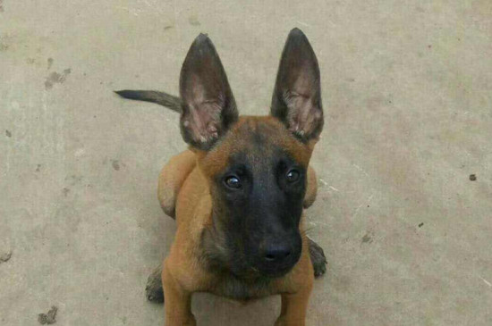 一窝马犬怎么挑选好的