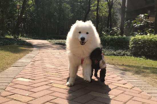 萨摩耶的行为表达