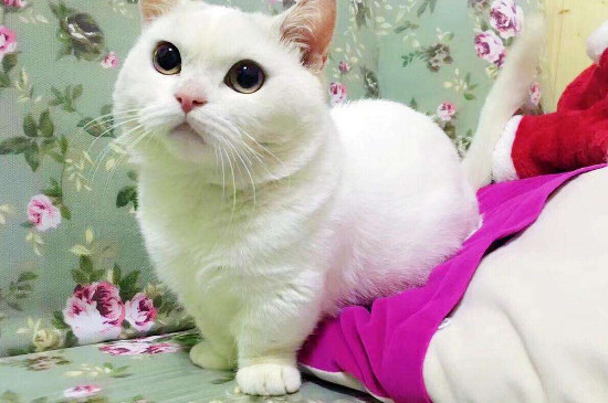 曼赤肯猫有基因缺陷吗