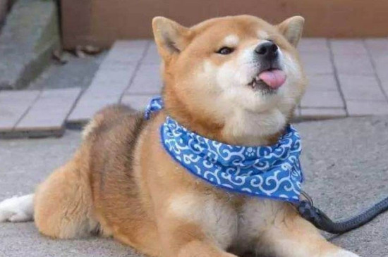 3000能买到纯种柴犬吗，3000多的柴犬靠谱么