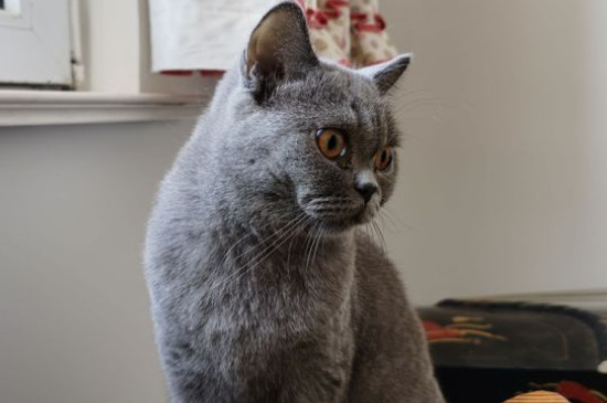 英短蓝猫会认主人吗