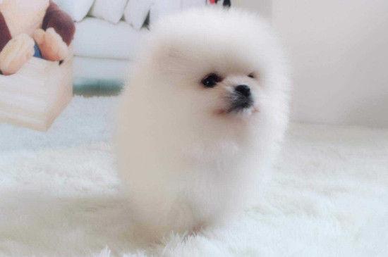 博美茶杯犬价格多少钱一只，价钱一般在8000元左右