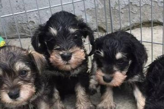 犬瘟是什么原因引起的