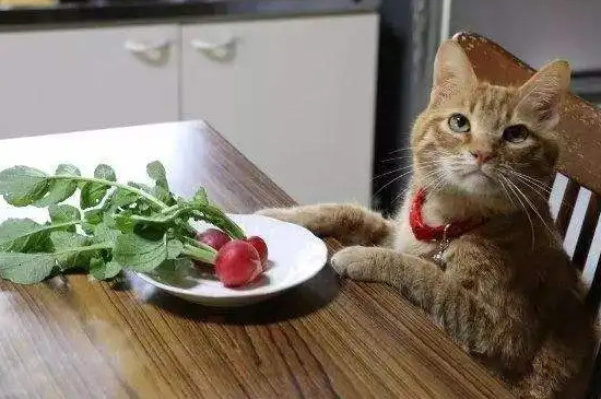 猫咪能吃红心柚吗