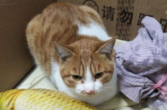 猫咪孤单的表现