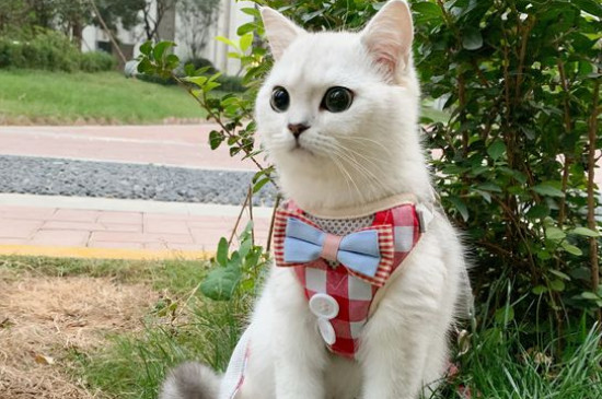 猫爪热是什么症状，典型症状为红斑丘疹