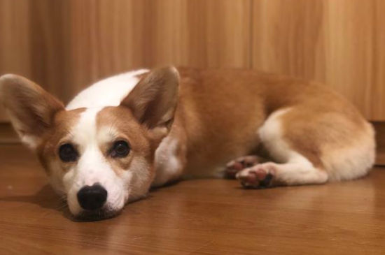 小狗断尾后死亡率