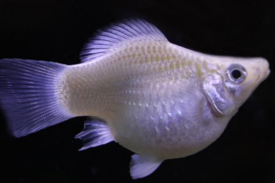 玛丽鱼是一次性生完吗