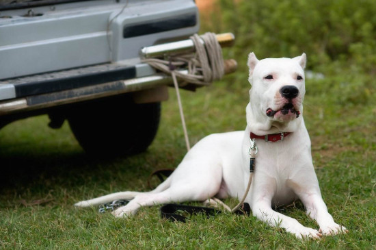 适合家养的护卫犬有哪些，最优秀的护卫犬10大排名