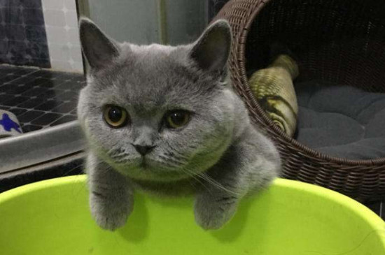 英短蓝猫认主人的表示