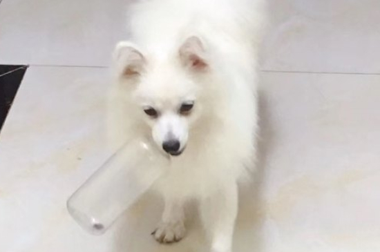 长得像狐狸的狗叫什么