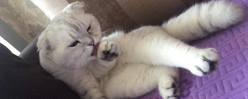 猫耳朵热咋回事